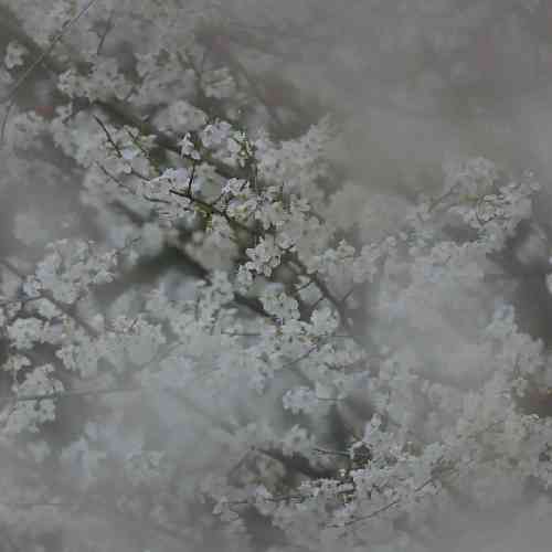 صحرایی ها همه آماده بوشین